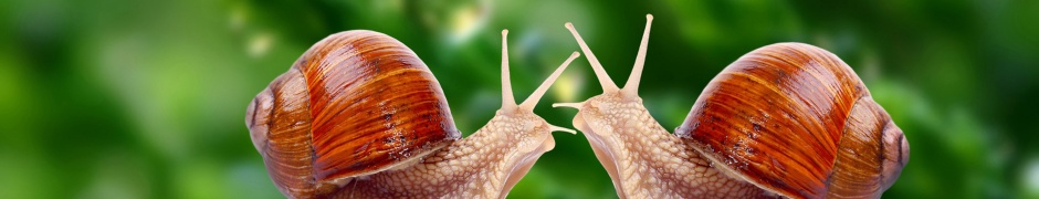 Valentines Day Snail Love