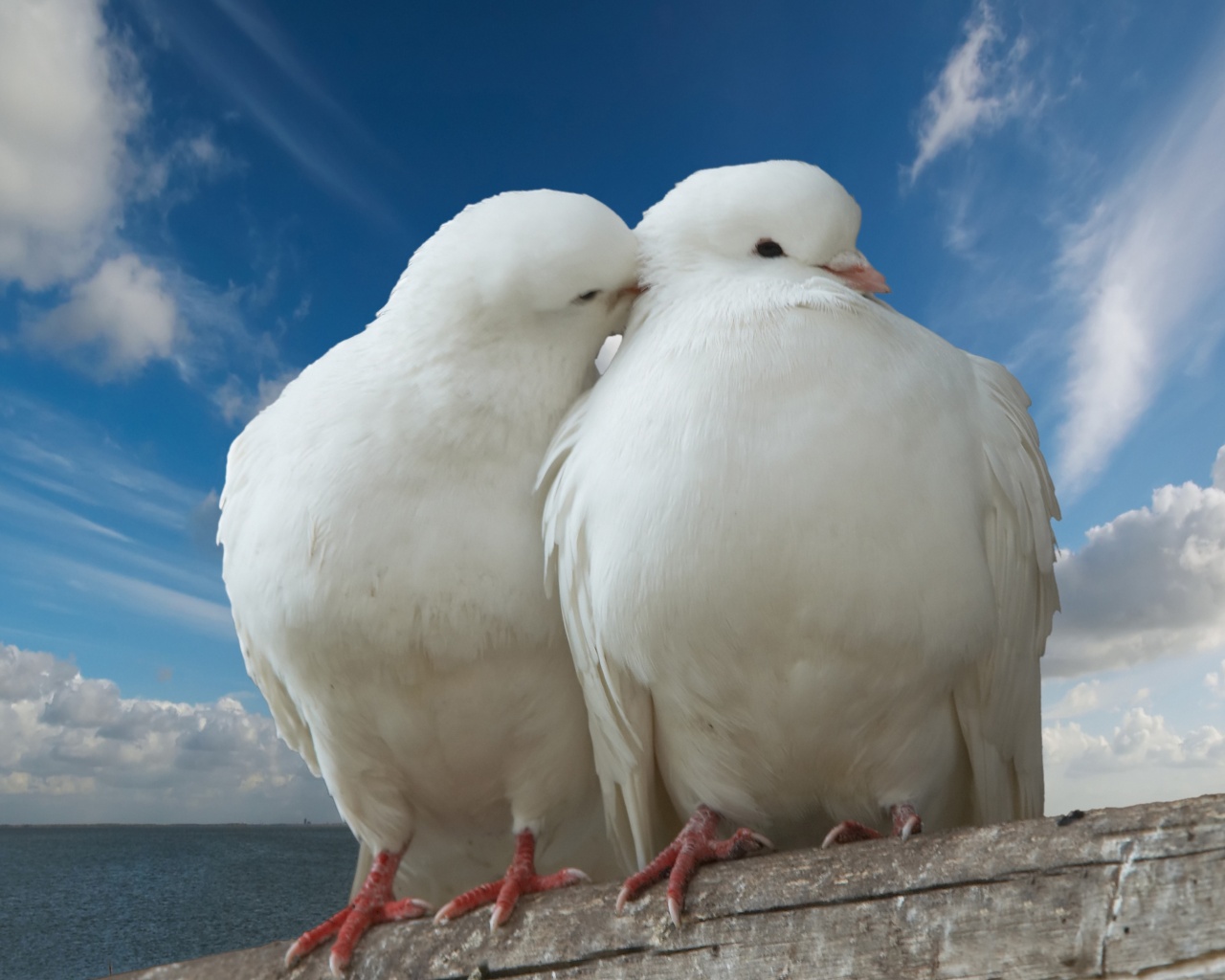 Valentines Day Two Pigeons Love