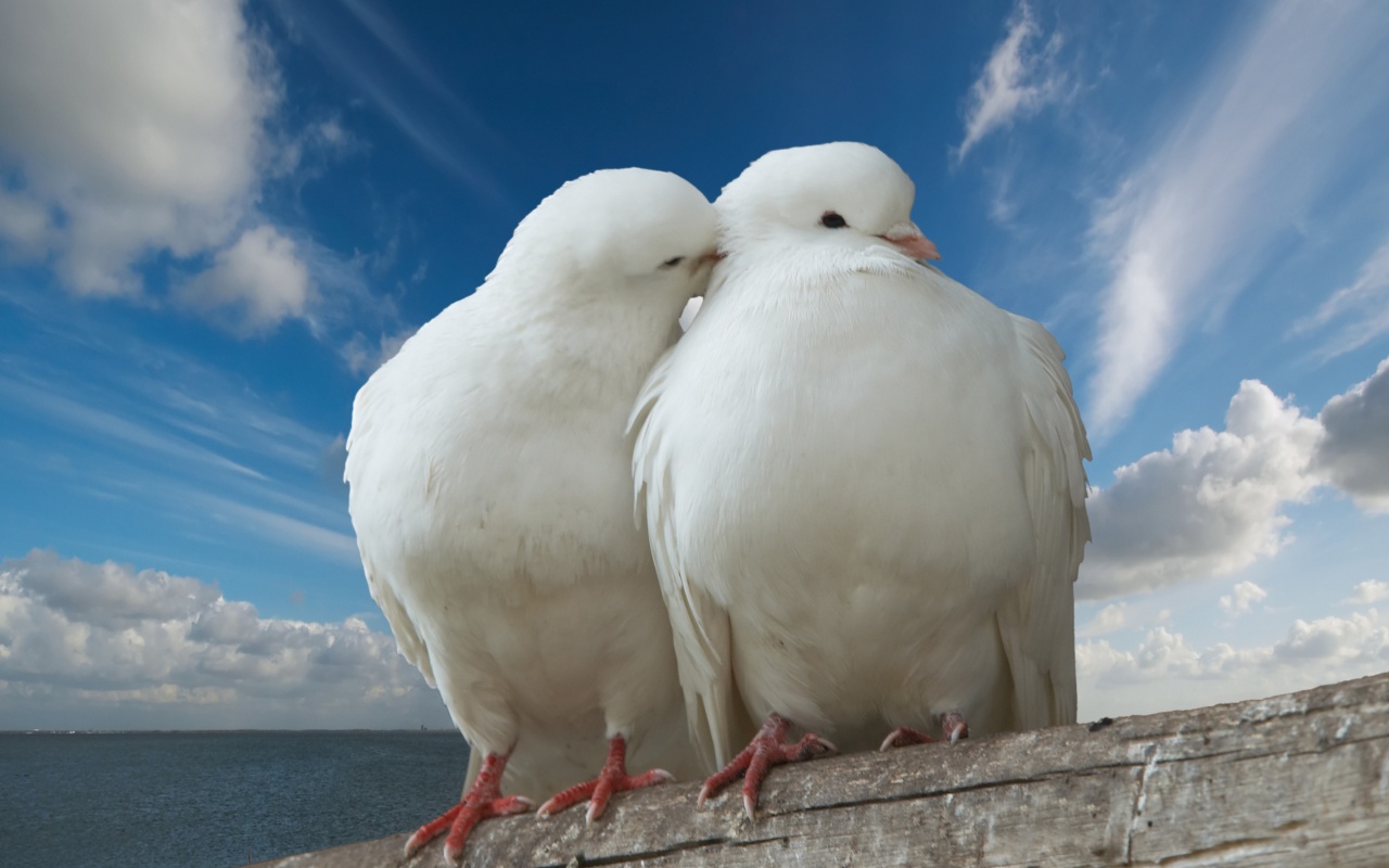 Valentines Day Two Pigeons Love