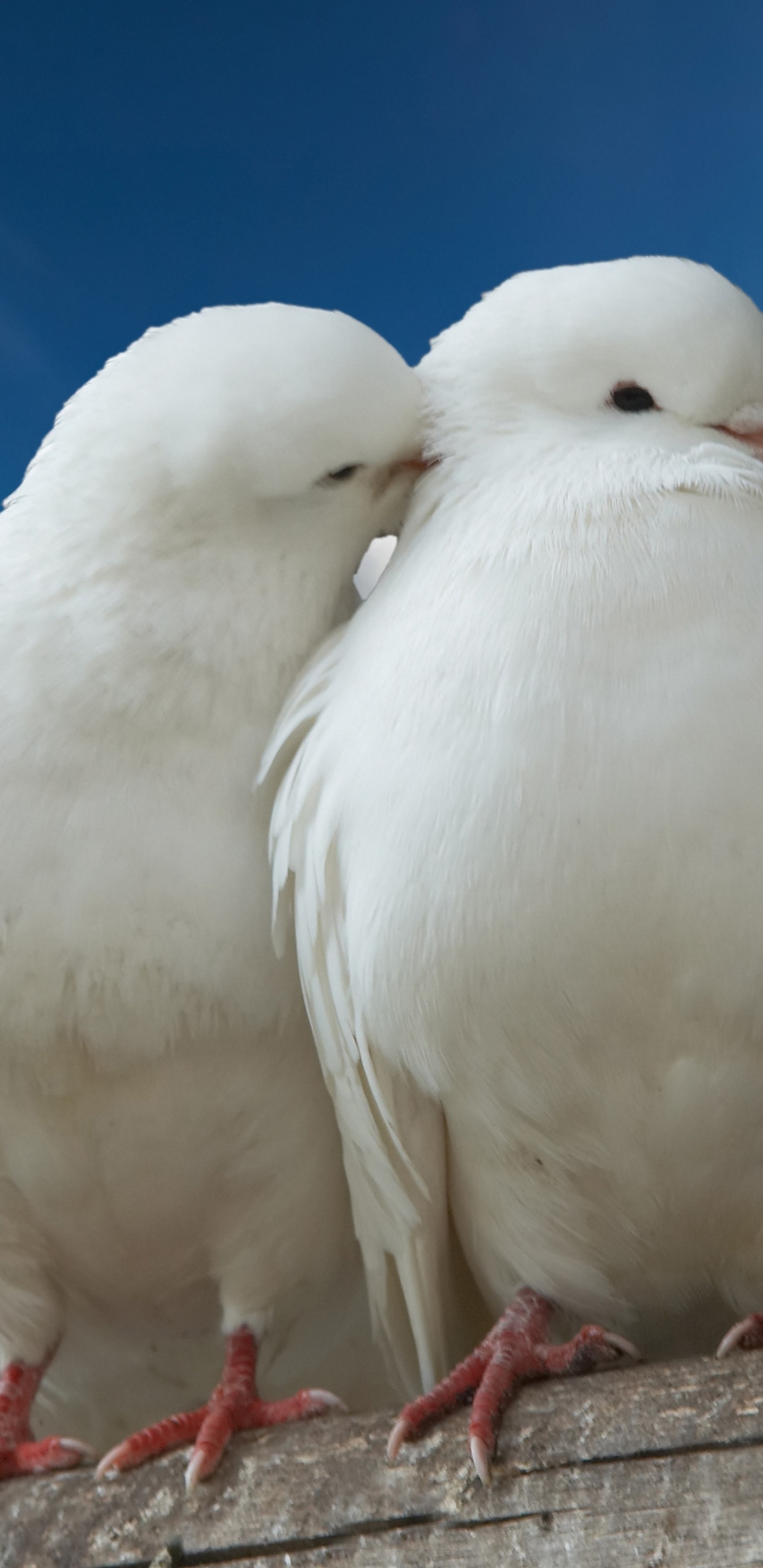 Valentines Day Two Pigeons Love