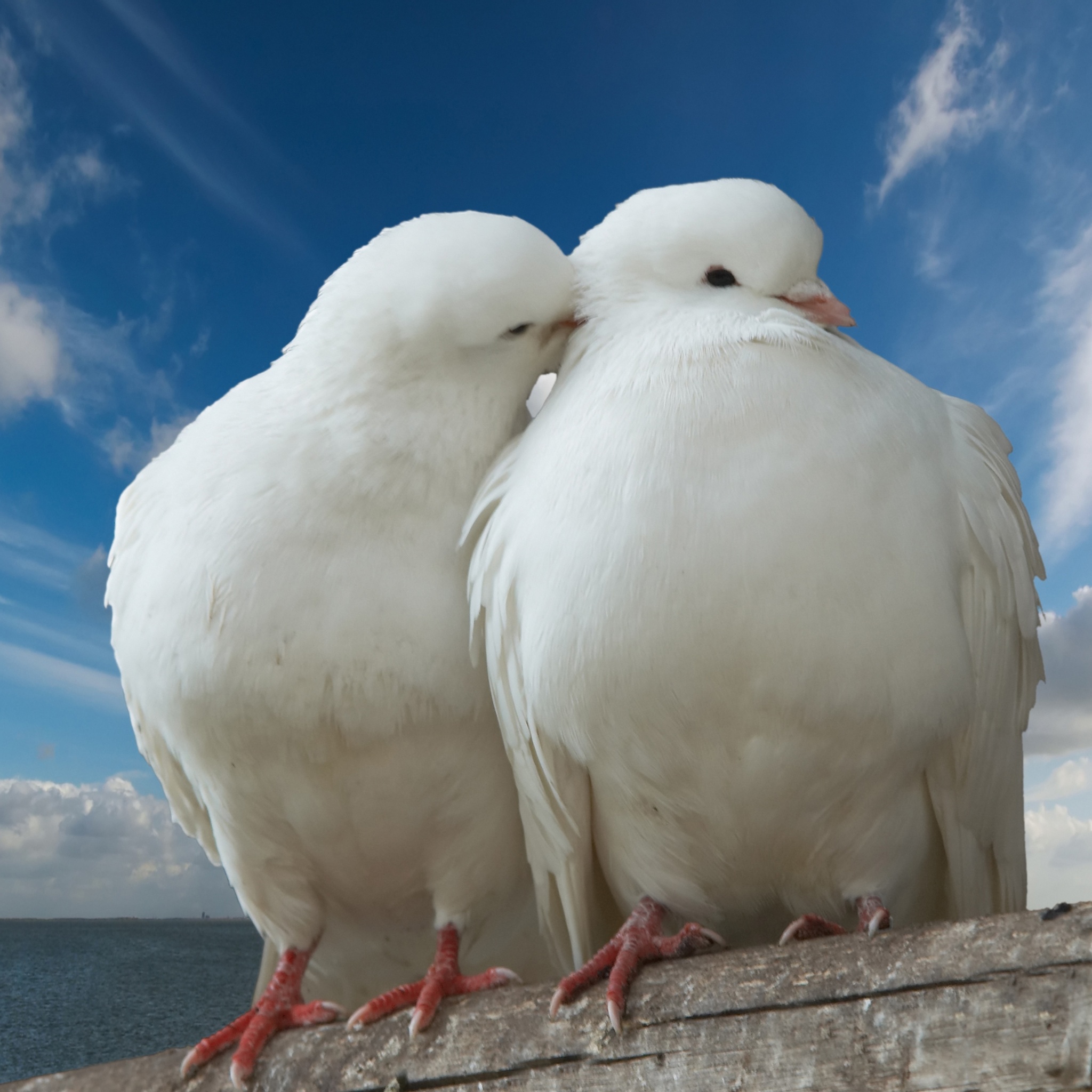 Valentines Day Two Pigeons Love