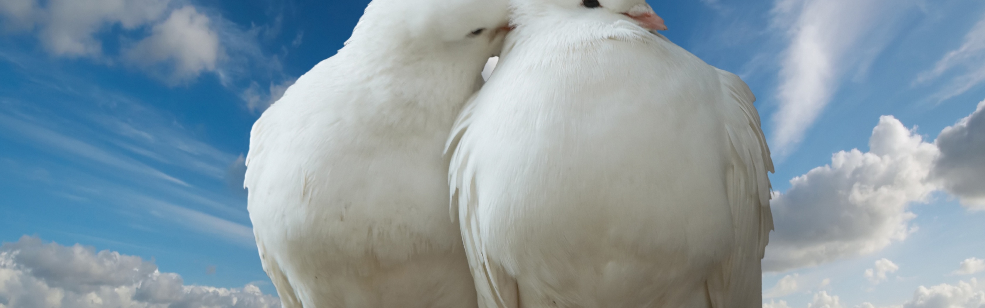 Valentines Day Two Pigeons Love