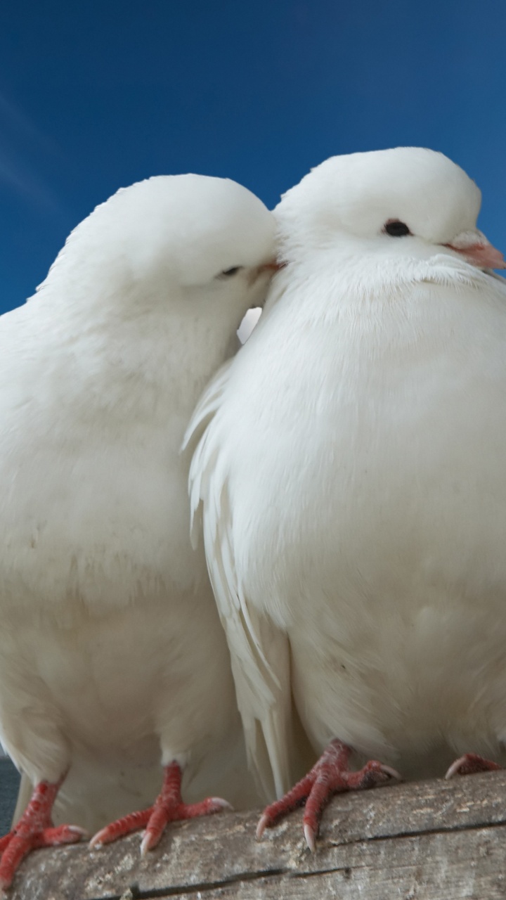 Valentines Day Two Pigeons Love