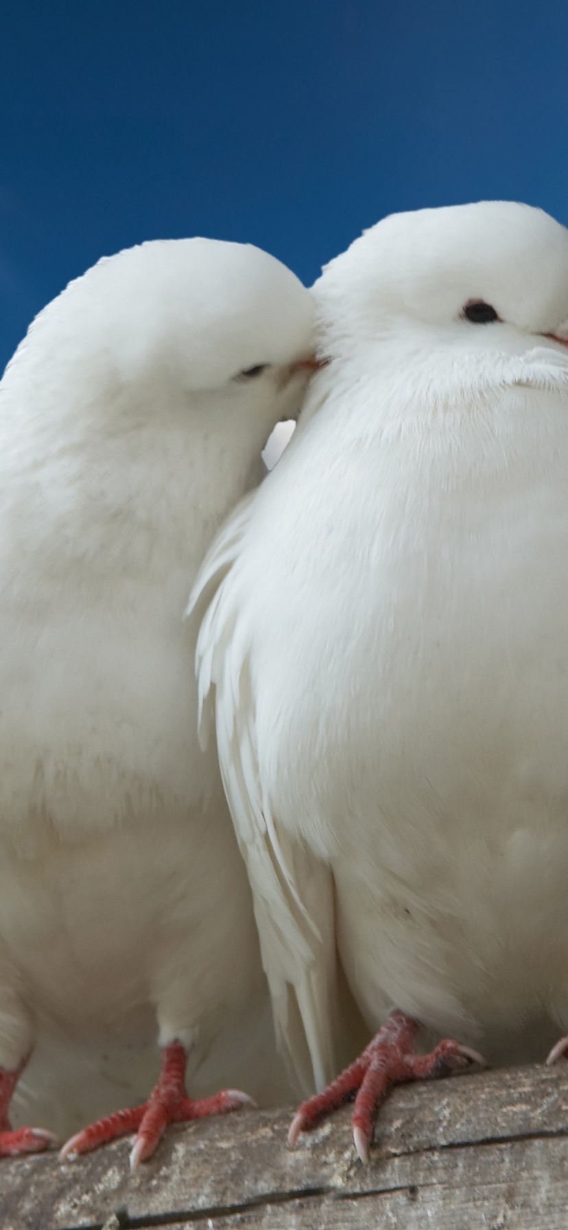 Valentines Day Two Pigeons Love