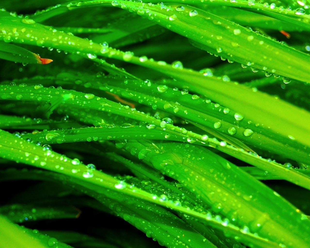 Water Drops Grass Nature