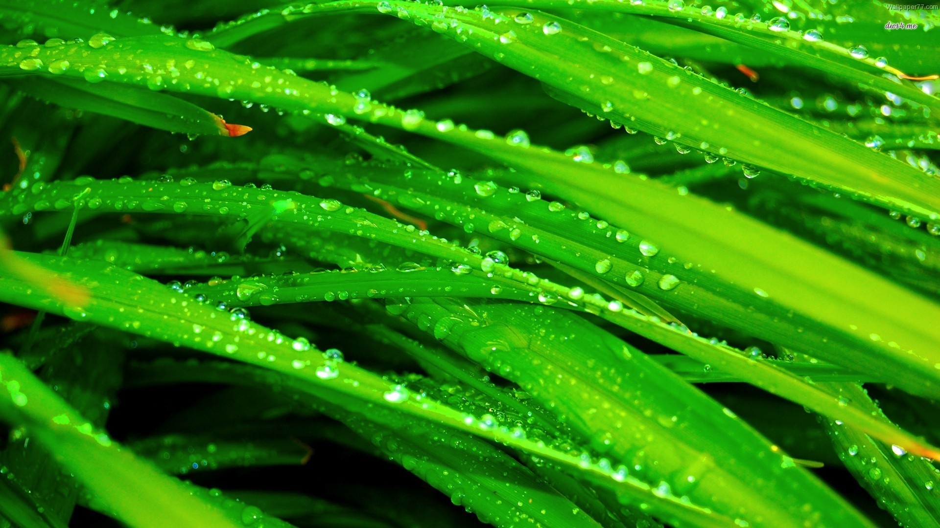 Water Drops Grass Nature