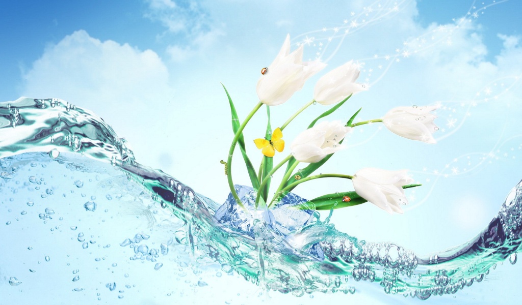 Water Tulip Desktop Wallpaper