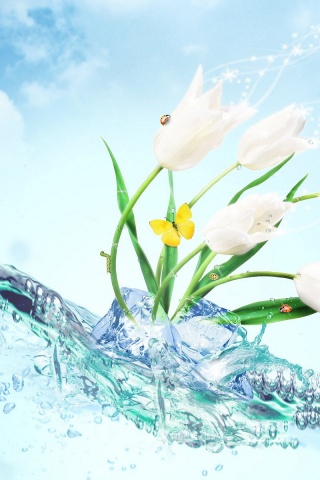 Water Tulip Desktop Wallpaper