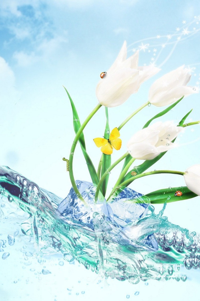 Water Tulip Desktop Wallpaper