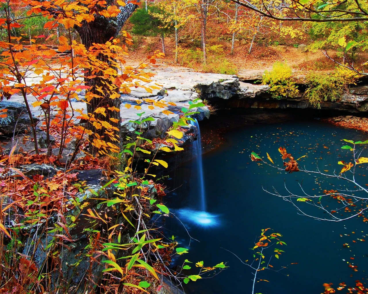 Waterfall Creek Autumn Leaves