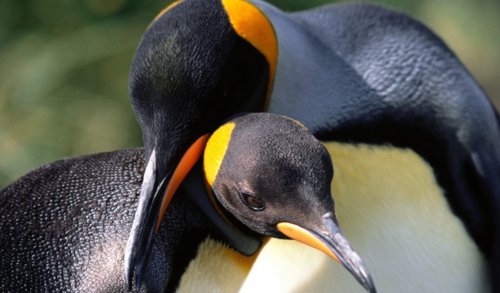 Whispering Sweet Nothings King Penguins