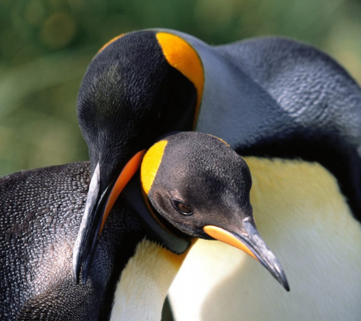 Whispering Sweet Nothings King Penguins