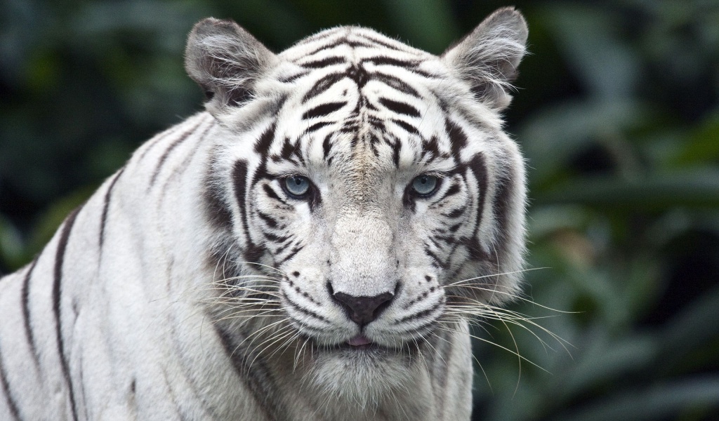 White Bengal Tiger