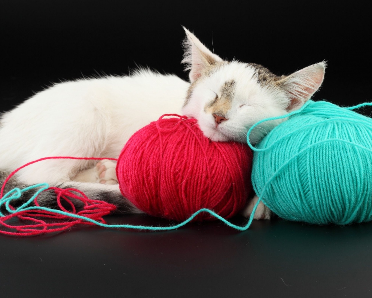 White Cat Sleeping