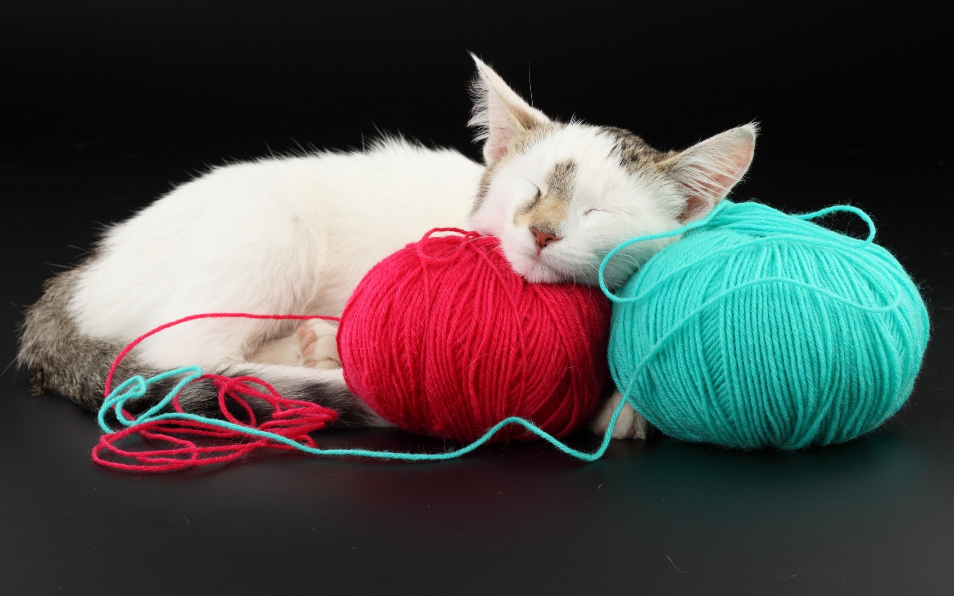 White Cat Sleeping