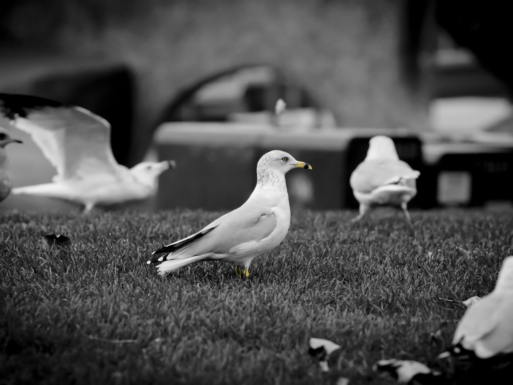 White Doves1