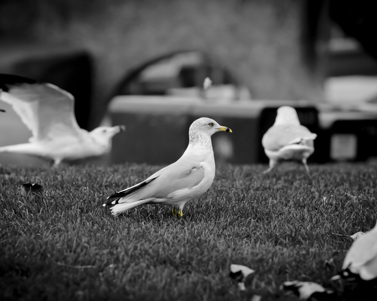 White Doves1