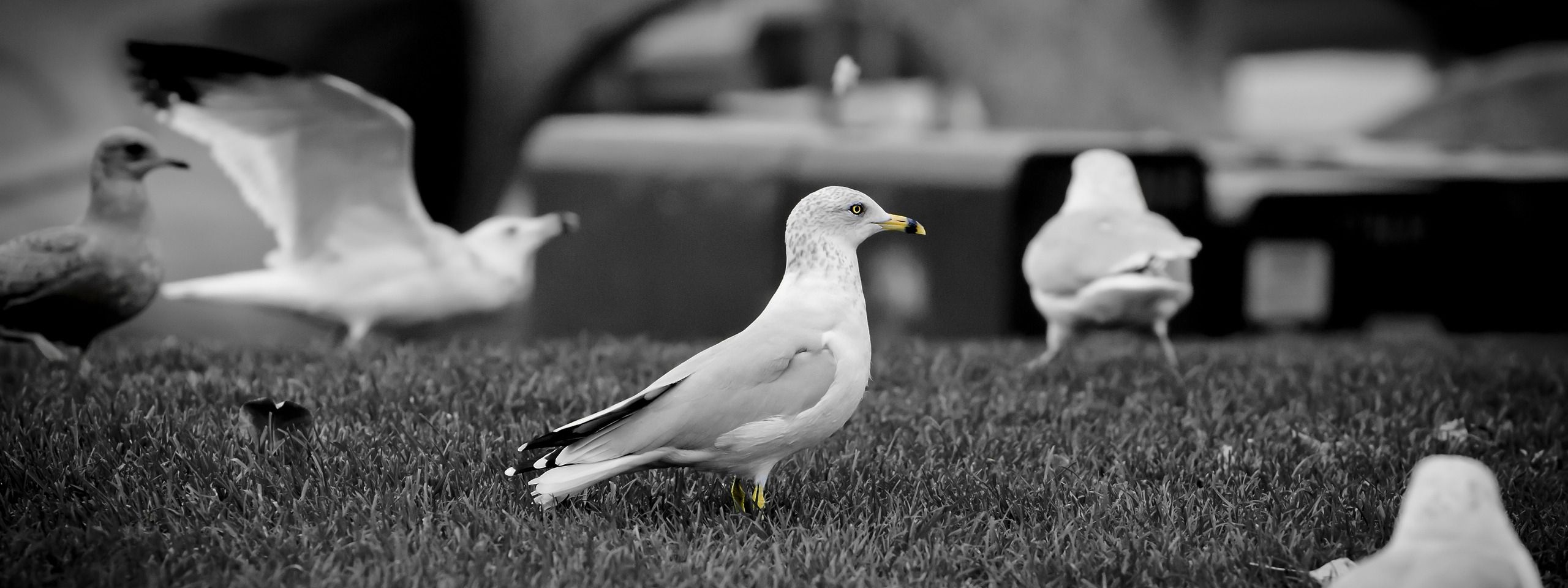 White Doves1