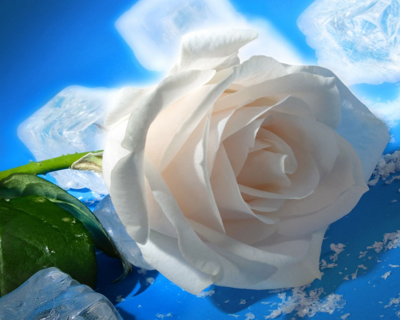 White Rose