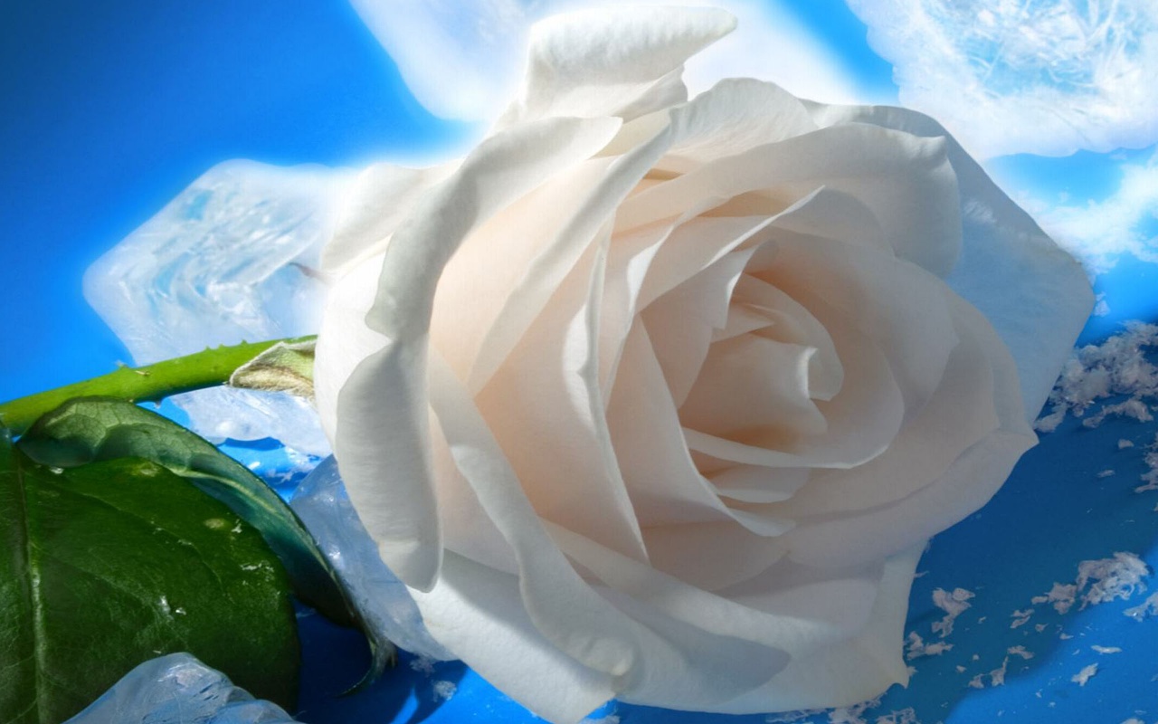 White Rose