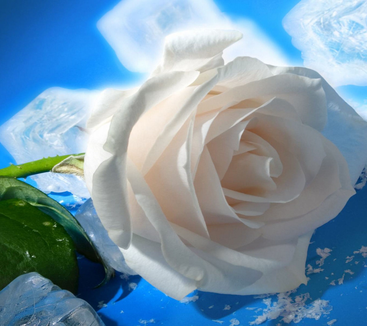 White Rose