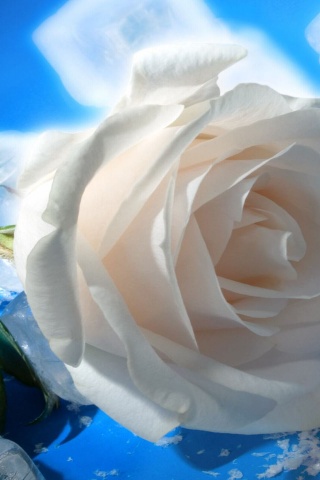 White Rose