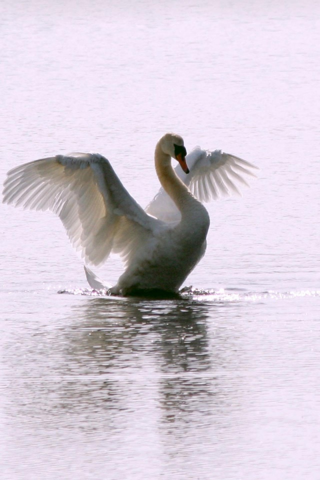 White Swan Long Flight