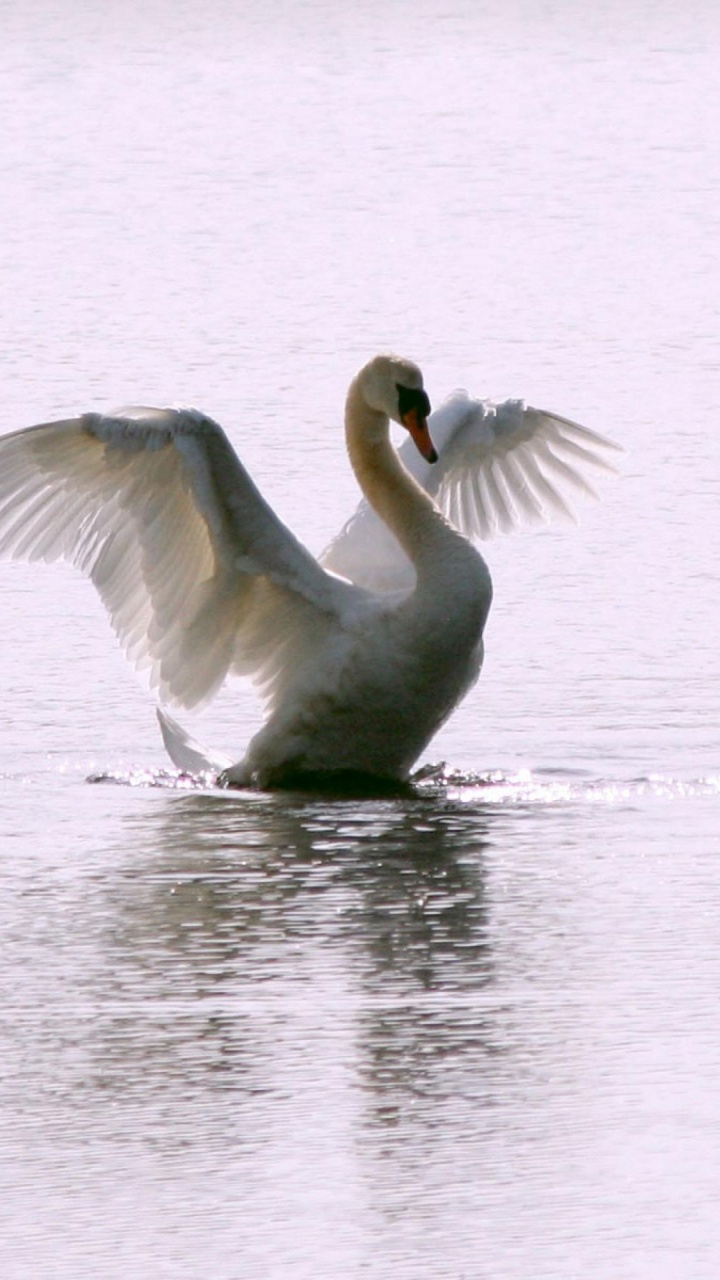 White Swan Long Flight