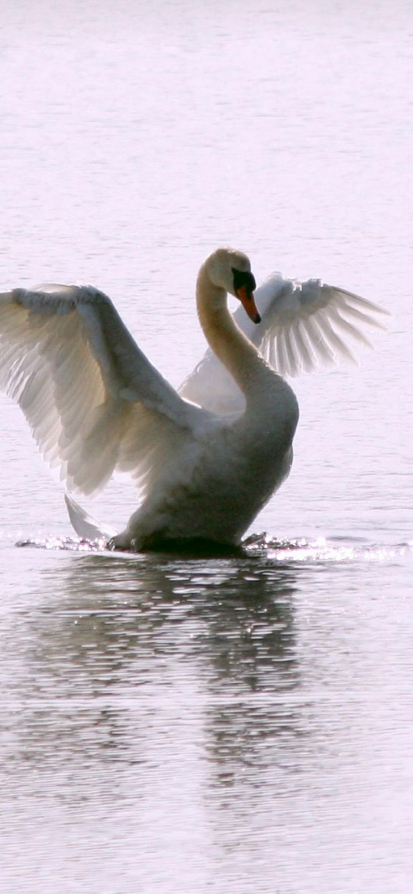 White Swan Long Flight