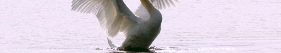 White Swan Long Flight