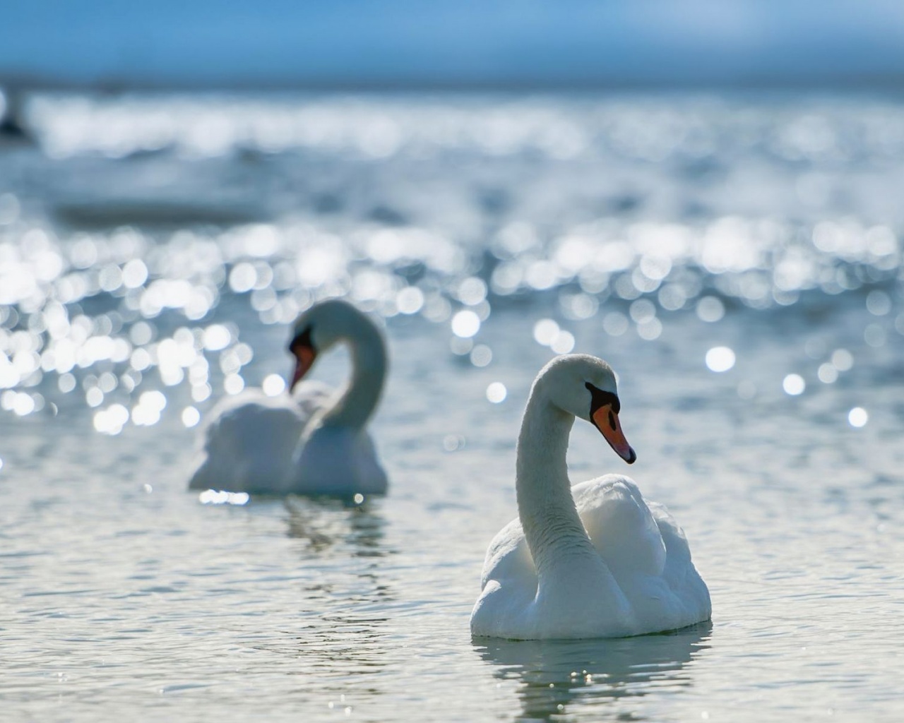 White Swans