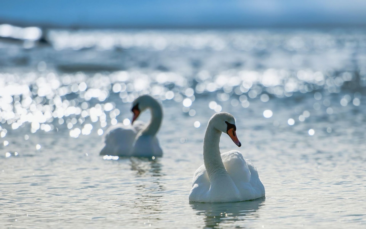 White Swans