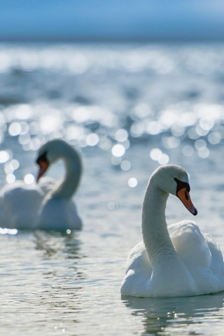 White Swans