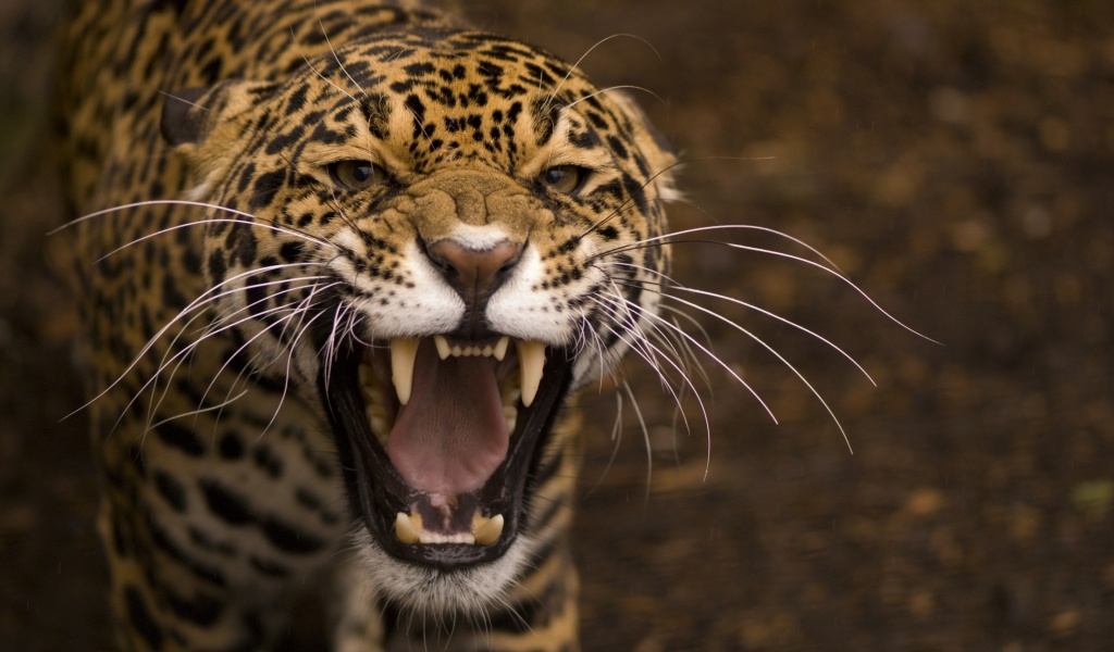 Wild Angry Cat Jaguar