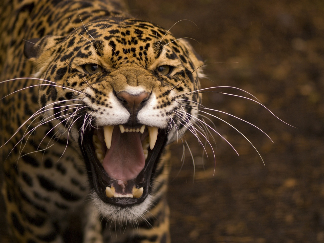 Wild Angry Cat Jaguar