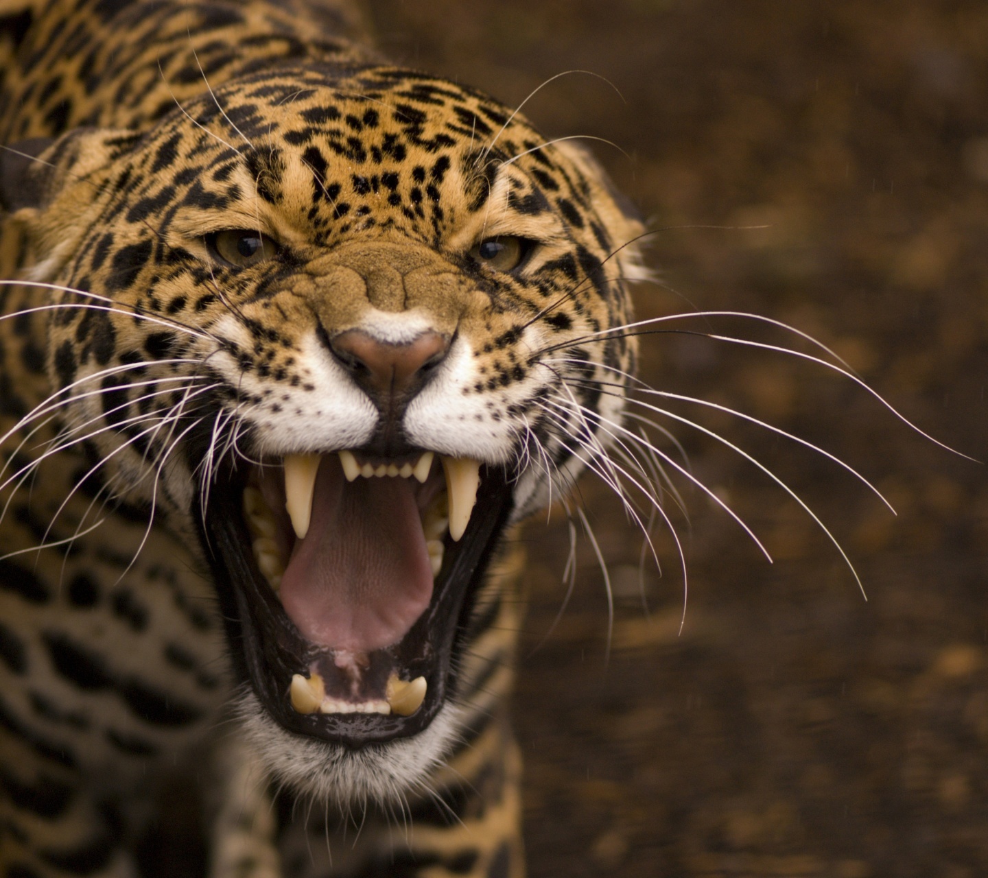 Wild Angry Cat Jaguar