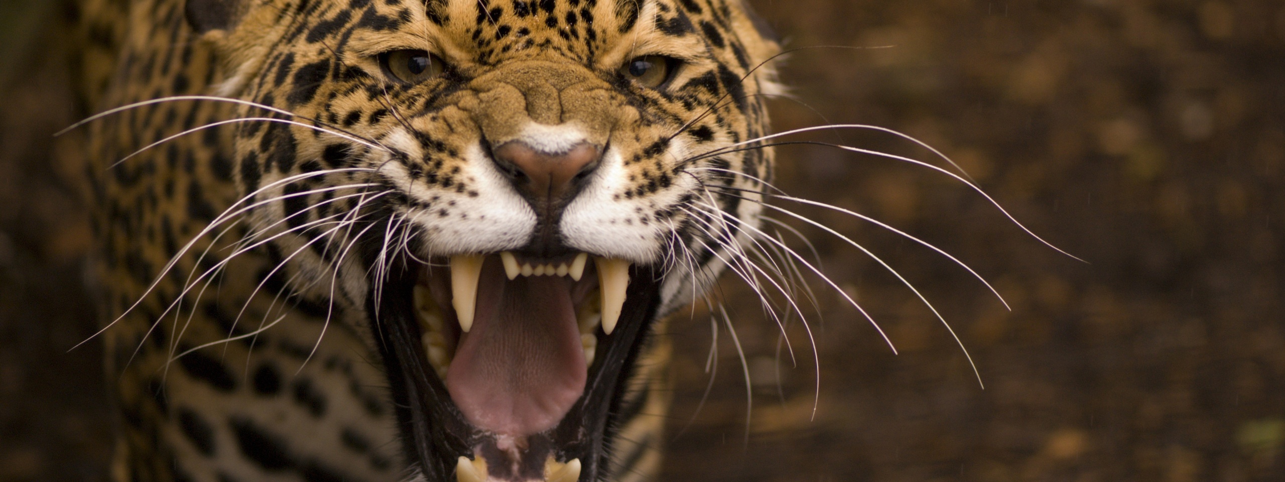 Wild Angry Cat Jaguar