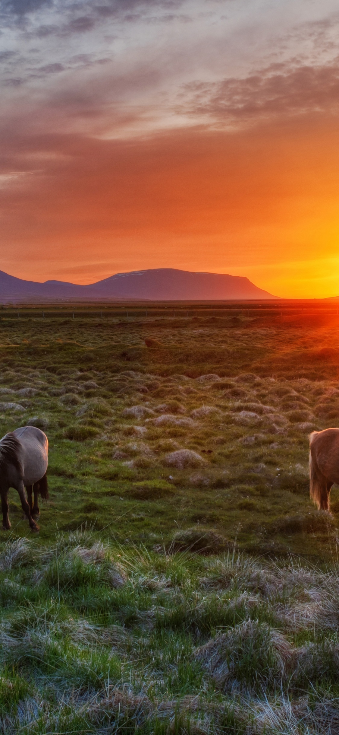 Wild Horses At Sunset