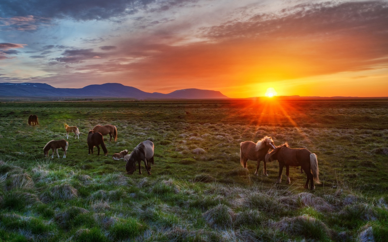 Wild Horses At Sunset