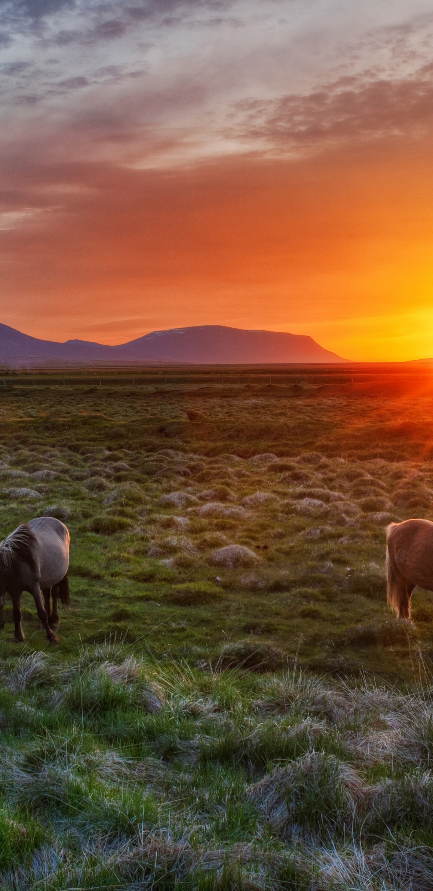 Wild Horses At Sunset