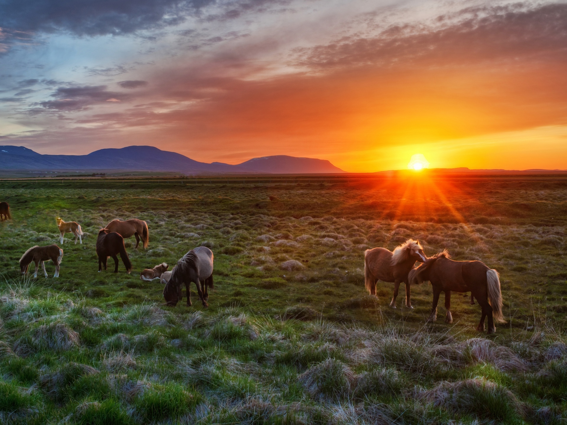 Wild Horses At Sunset