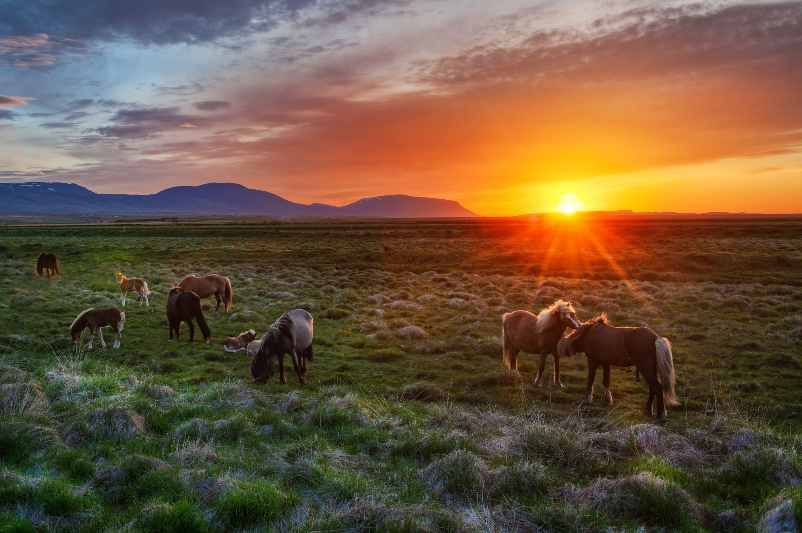 Wild Horses At Sunset