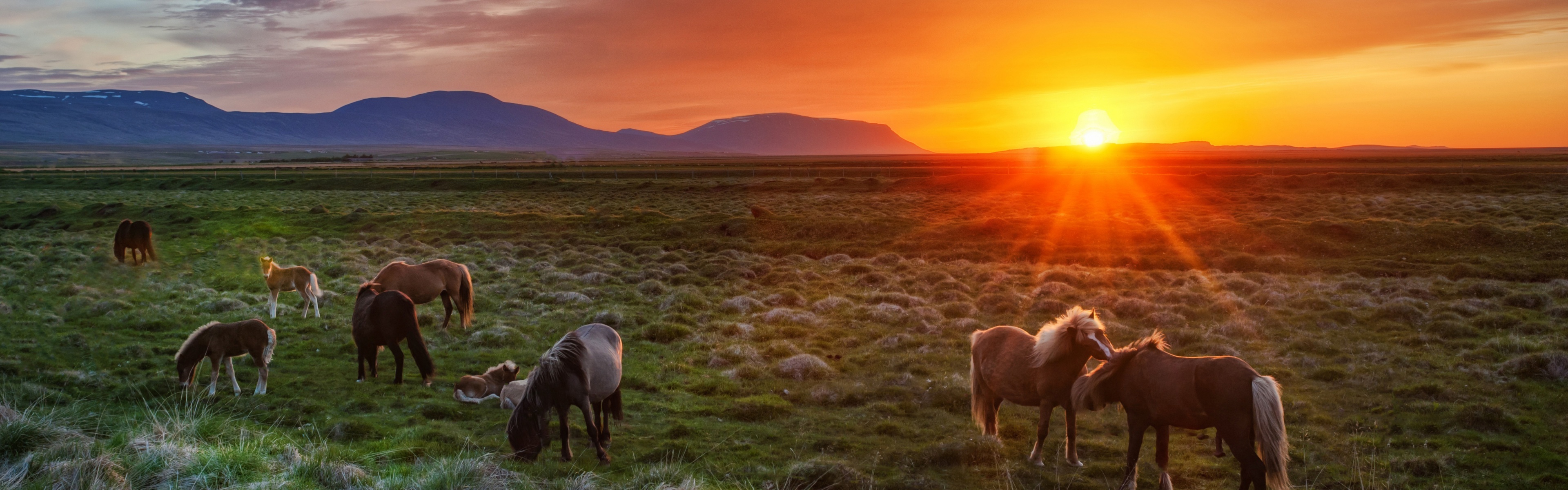 Wild Horses At Sunset