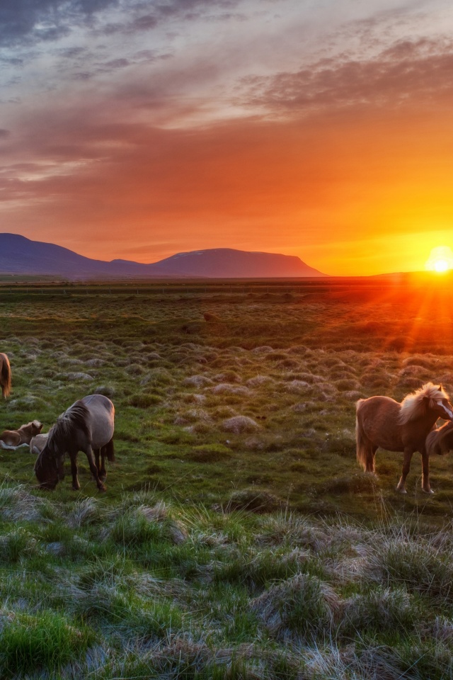 Wild Horses At Sunset