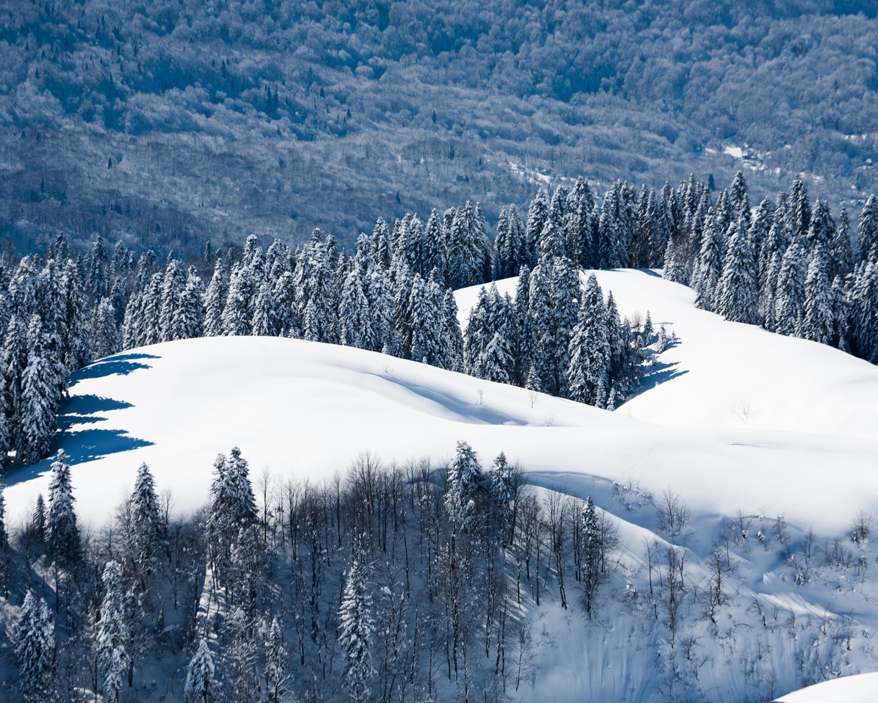 Winter Landscape