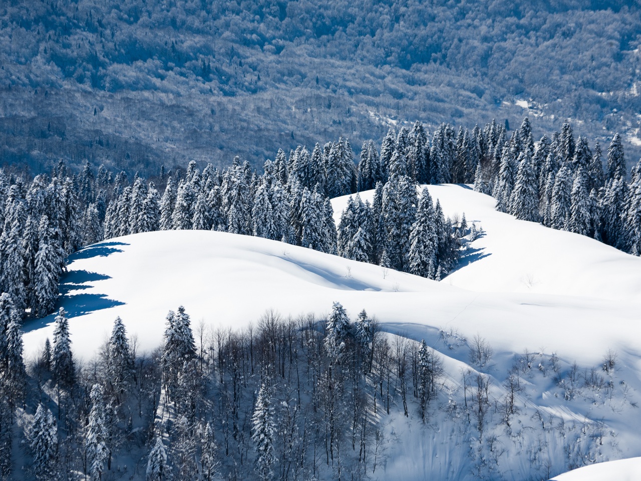 Winter Landscape