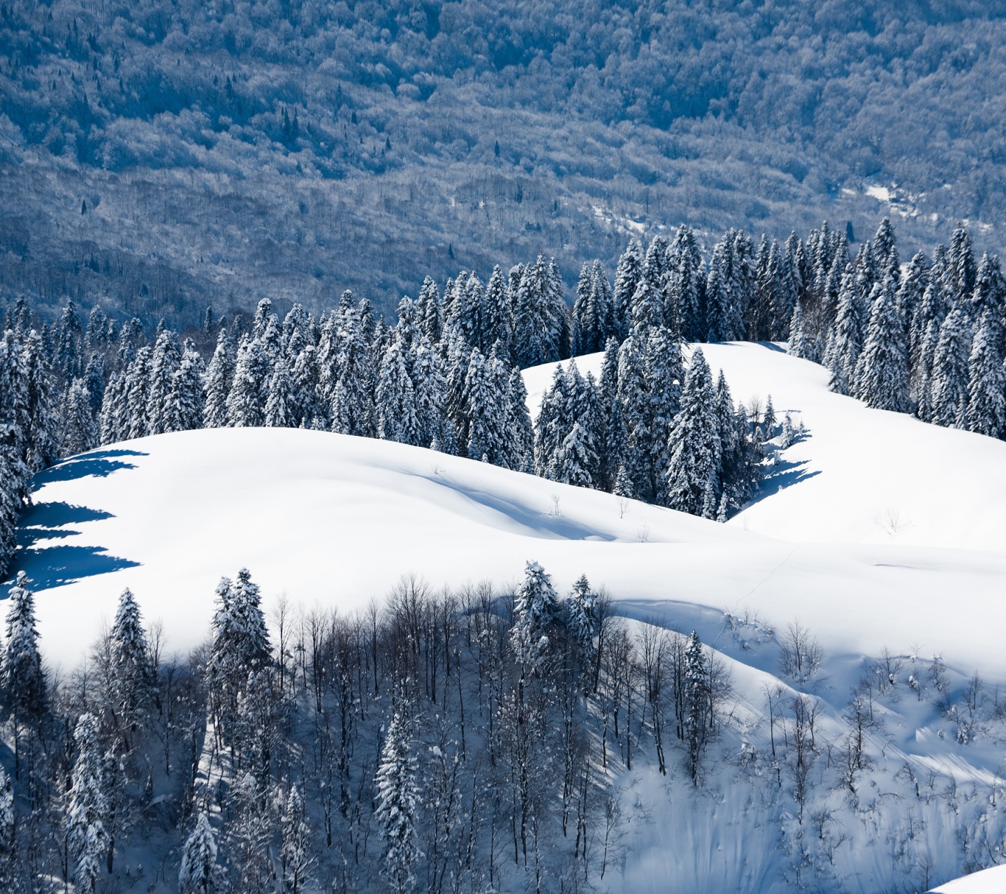 Winter Landscape