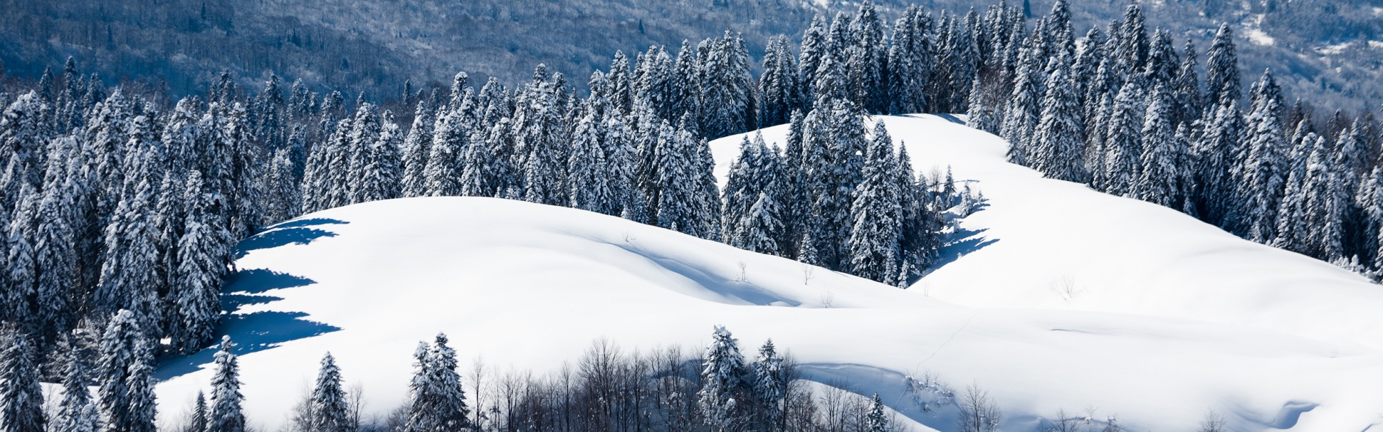 Winter Landscape