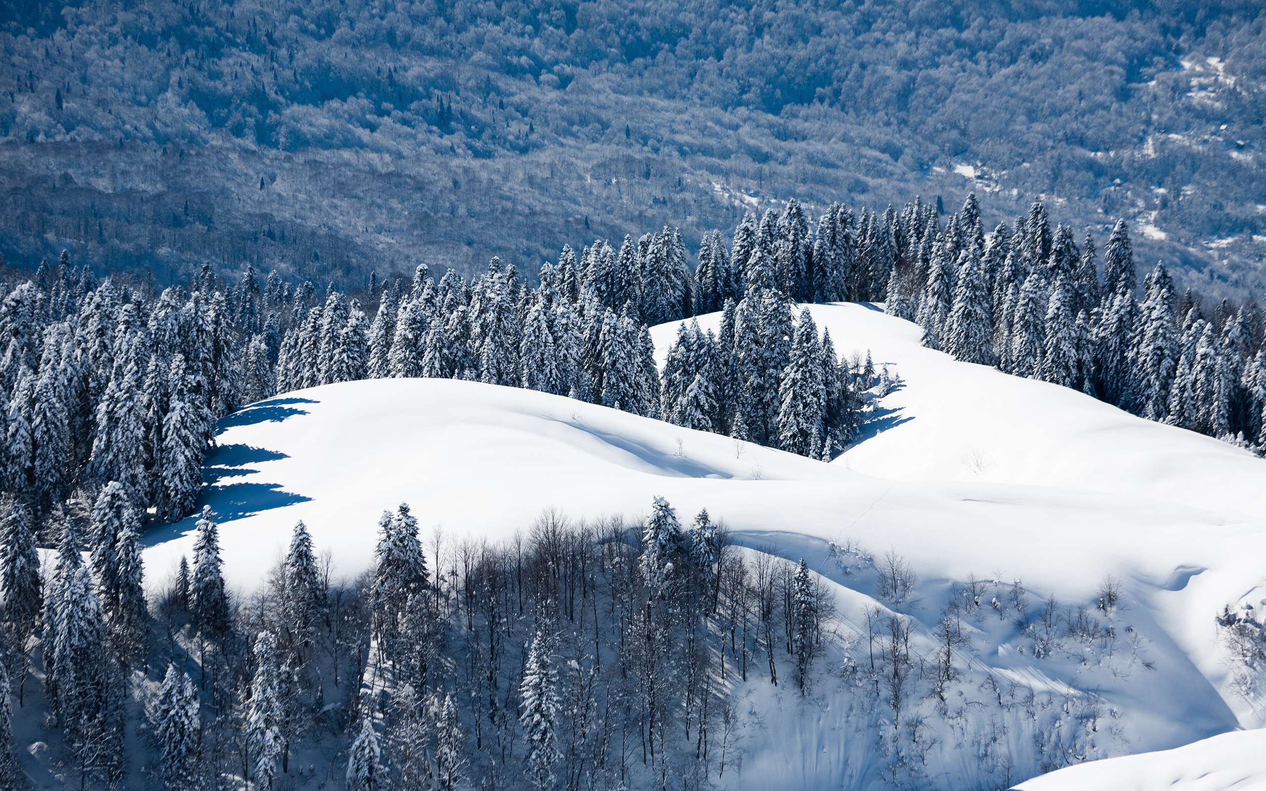 Winter Landscape