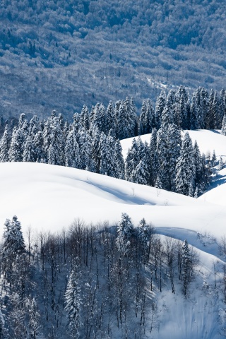 Winter Landscape